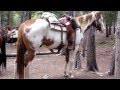 Rocky Mountain horseback ride