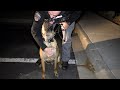 Ride Along with Zuka and Specialist Morgan (K9 Unit)