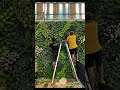 Jasa Pembuatan Vertical Garden Jakarta || Vertical Garden di Teras Rumah 🏡 || #verticalgarden #short