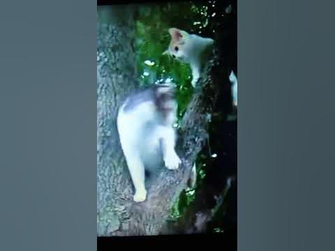 Непослушный котенок... - YouTube