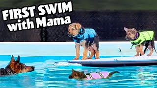 German Shepherd PUPPIES Learn to Swim with Mama Dog