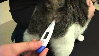 Comment Prendre La Temperature De Son Chat Comment Prendre La Temperature De Son Chat