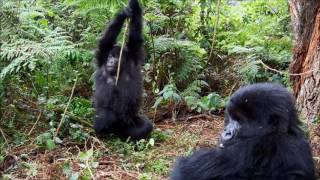 Gorillas Swinging in the Trees | Gorilla Encounters Africa