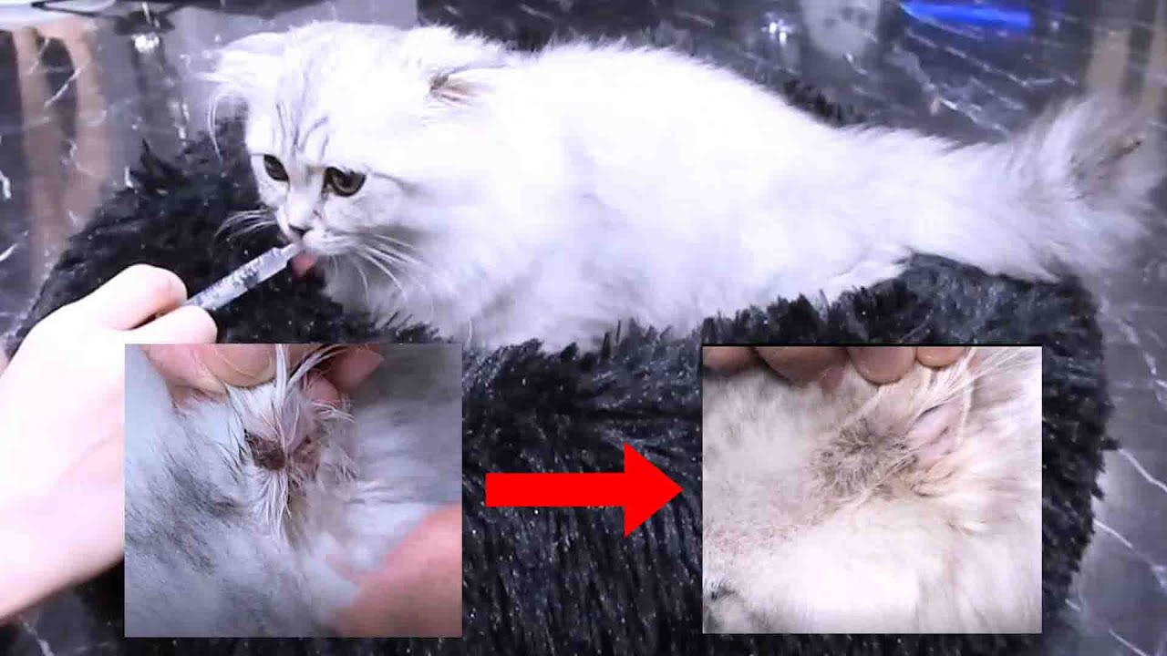 声無】[Voiceless] Cat mold until fungus grows in the ear and heals 