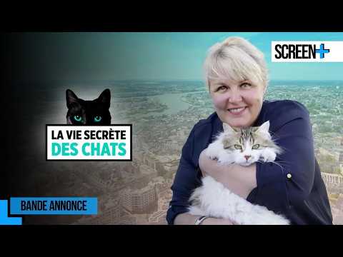 S38 PREVIEW THE SECRET LIFE OF CATS EP3 TONIGHT RMC +