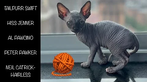 Watch the video about Stinkin’ Cute Hairless Kittens Play with New Toys