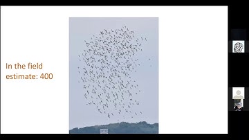 Counting Shorebirds: Tools, Tips, And Tricks