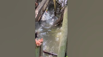 Lai gặp hàng khủng ❤️❤️#caucarodong #turobapdua #fishing #cat #mientay