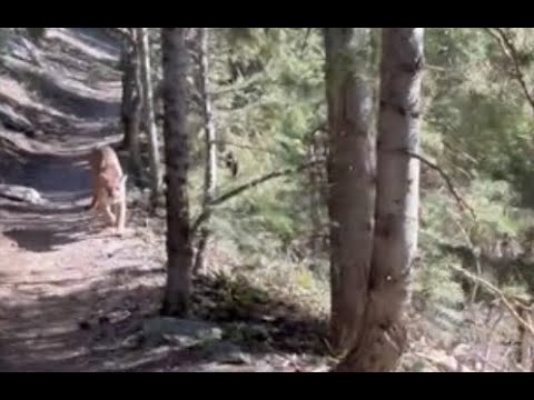 FULL VIDEO: Utah Man Chased by Mountain Lion