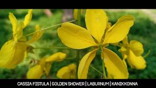 Cassia fistula | Golden shower | laburnum | Kanikkonna