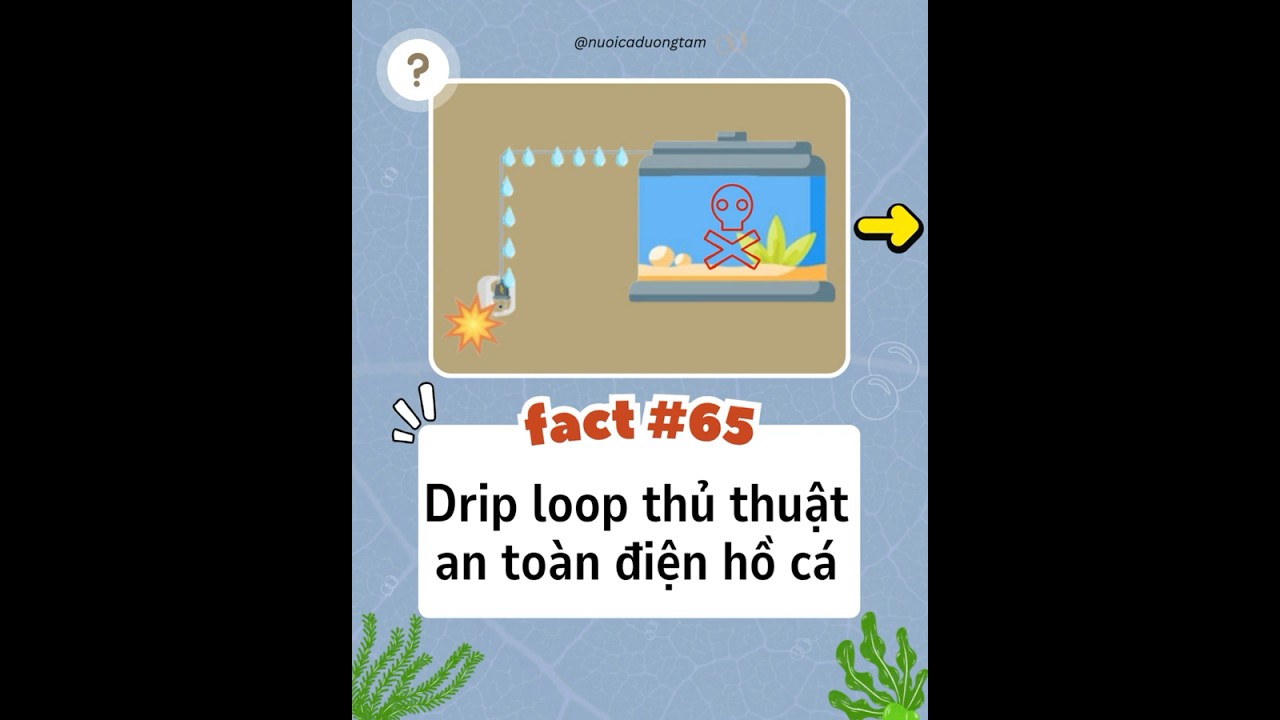 Drip loop là thủ thuật nhỏ nhưng giúp hồ cá khỏi bị rò điện do nước - Nuôi cá dưỡng tâm
