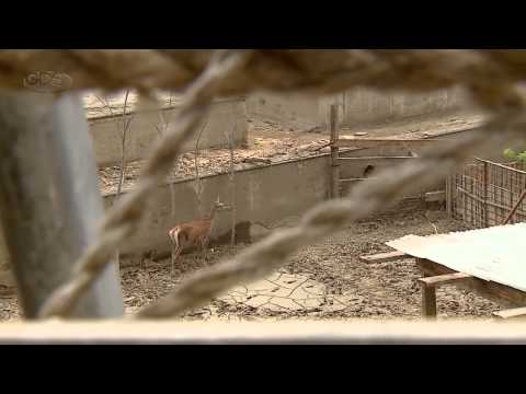 კეთილშობილი პირრა - ახალი სიცოცხლე თბილისის ზოოპარკში