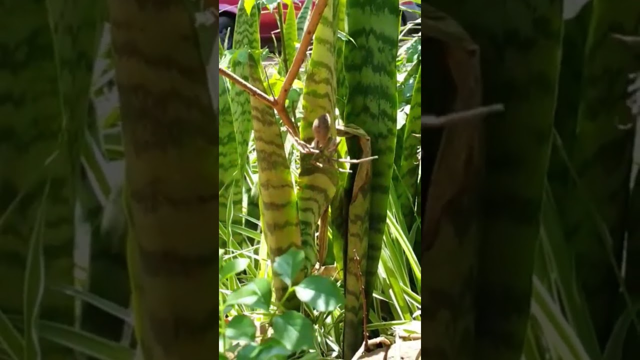 Wasp attacking a big Spider 