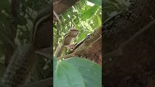 Very Hungry Squirrel