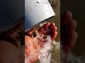 jbl speaker jumping for pipe #shortvideo