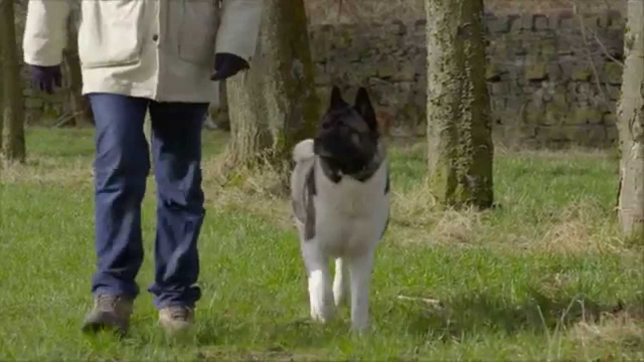 PetSafe® Training Systems For a pet who's a real joy to own. YouTube