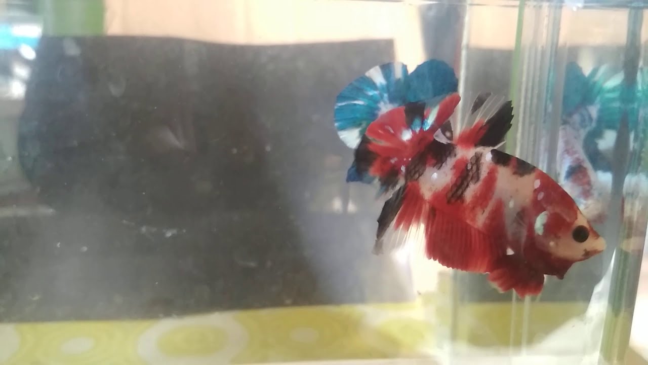 Ikan Cupang Koi Galaxy Youtube