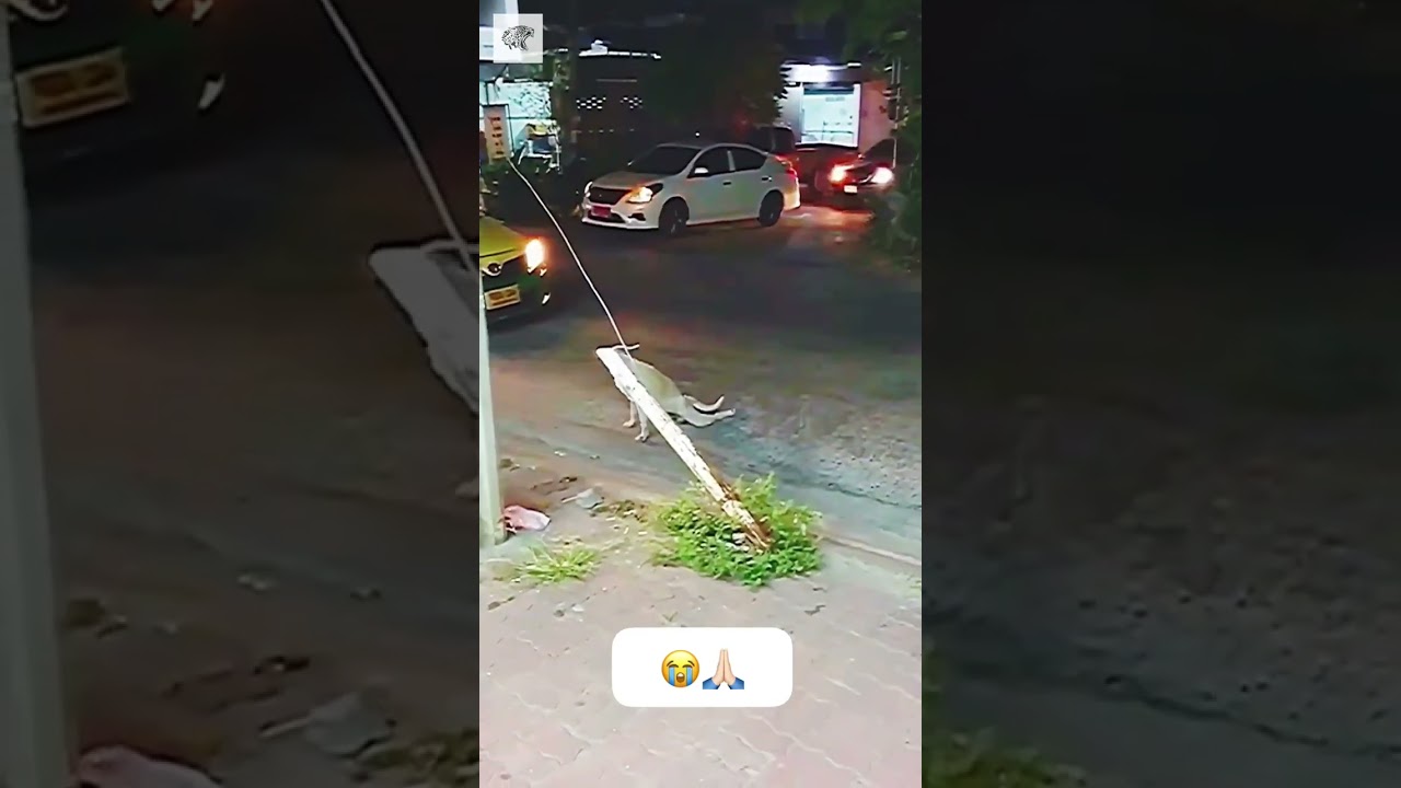 Dog Looking for Help - Credits: Unknown 🎥