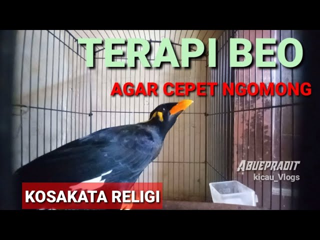 Terapi burung beo agar cepet ngomong Cocok buat beo muda/bahan class=