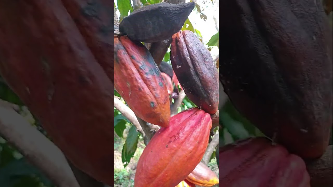 CACAO PRONING...AND CLEANING..