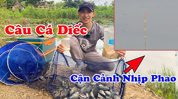 Câu Cá Diếc | Cận Cảnh Tín Hiệu Phao
