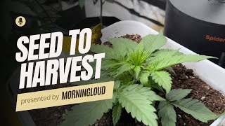 Grow Cannabis as a Beginner EASY & Simple