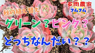 Succulents] Green? Pink? Which one is it? - YouTube