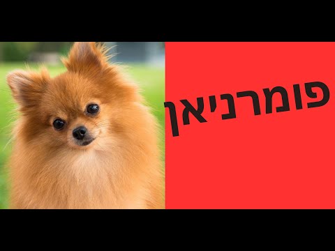 וִידֵאוֹ: האם פומרנים צריכים תספורות?