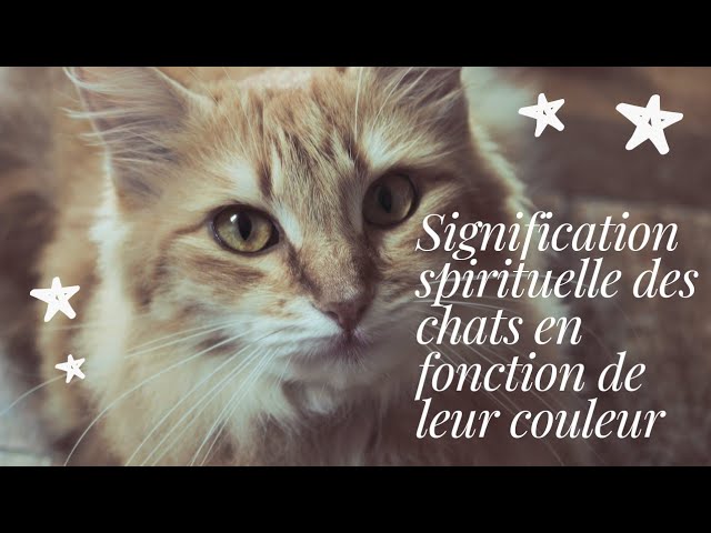 Cultivez l'herbe à chat vous-même - Jardinier paresseux