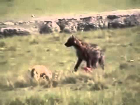 مشهد جد مؤلم لضبع يفترس صغير حمار وحشي