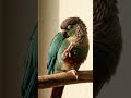 “Why Your Bird Sleeps On One Leg” #BirdBehavior #PetBirds #PetPouch #birds #ParrotLovers