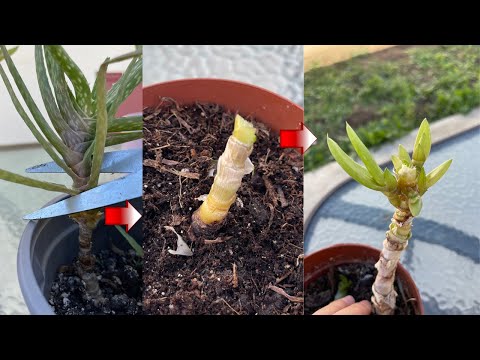 Video: Hardy Kaktus Bitkiləri - Zona 7-də Kaktus Yetişdirilməsi Haqqında Öyrən
