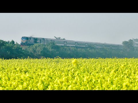 Silk City Express Train passing besides the Mustard Field near Dilpashar Railway Station
