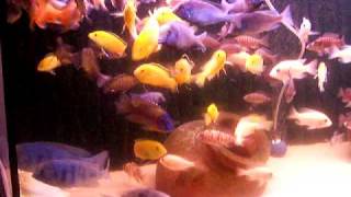 Cichlids