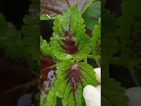 ركني الاخضر السجاد نبتة القطيفة