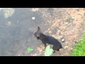 chihuahua nr1. RUSSIAN TOY TERRIER small dog fishing の動画、YouTube動画。
