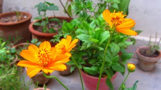 Cosmos Flowering Plant - Summer Care | How To Make Bushy & Complete Guide