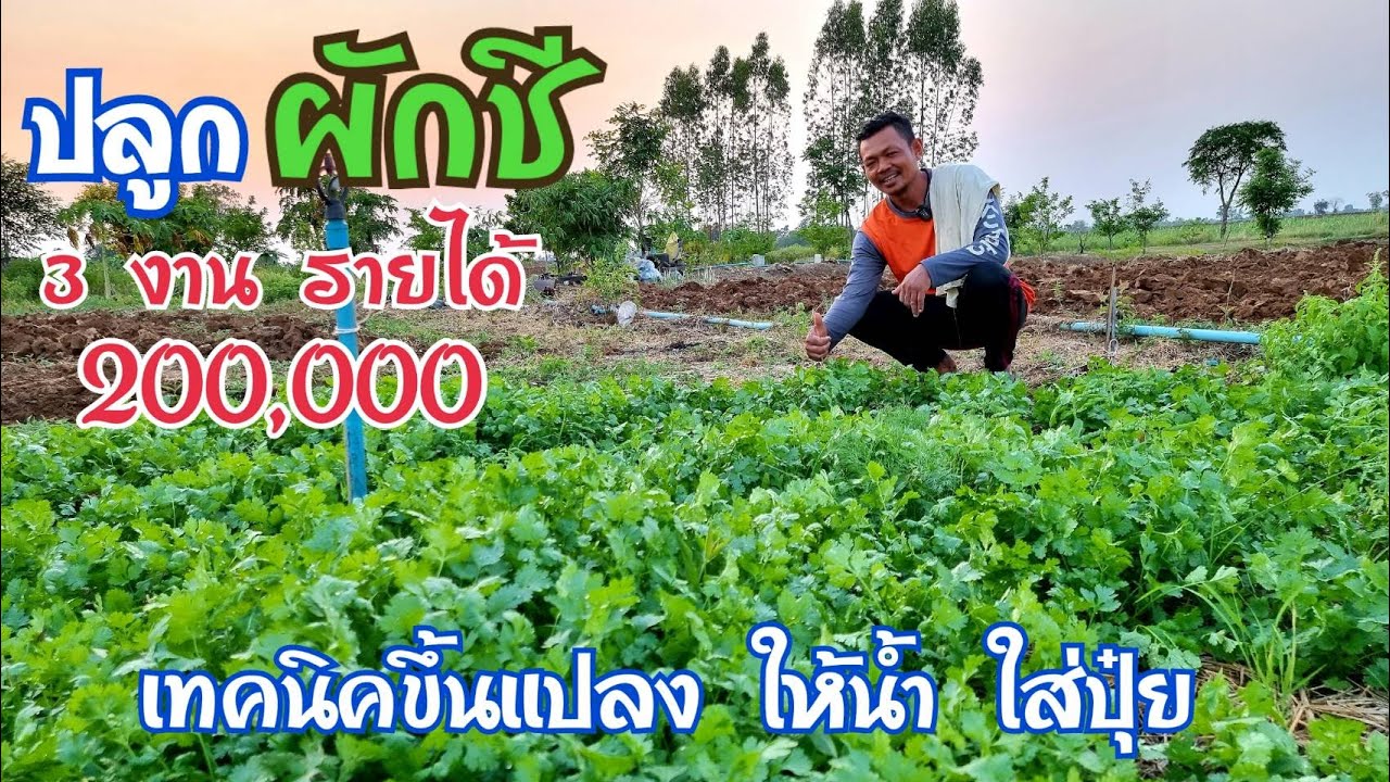 ปลูกผักชีหน้าแล้ง จับมือทำ 3 งาน 200,000 ทำแปลงปลูก ระบบน้ำการให้ปุ๋ย ตอน 2/3  : เกษตรผสมผสาน EP.176