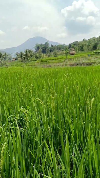 tidak ada belalang #sawah #shortvideo