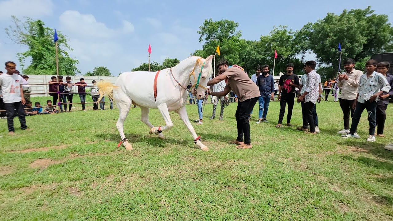 Dance computers Sherni Ghodi Dhum machai
