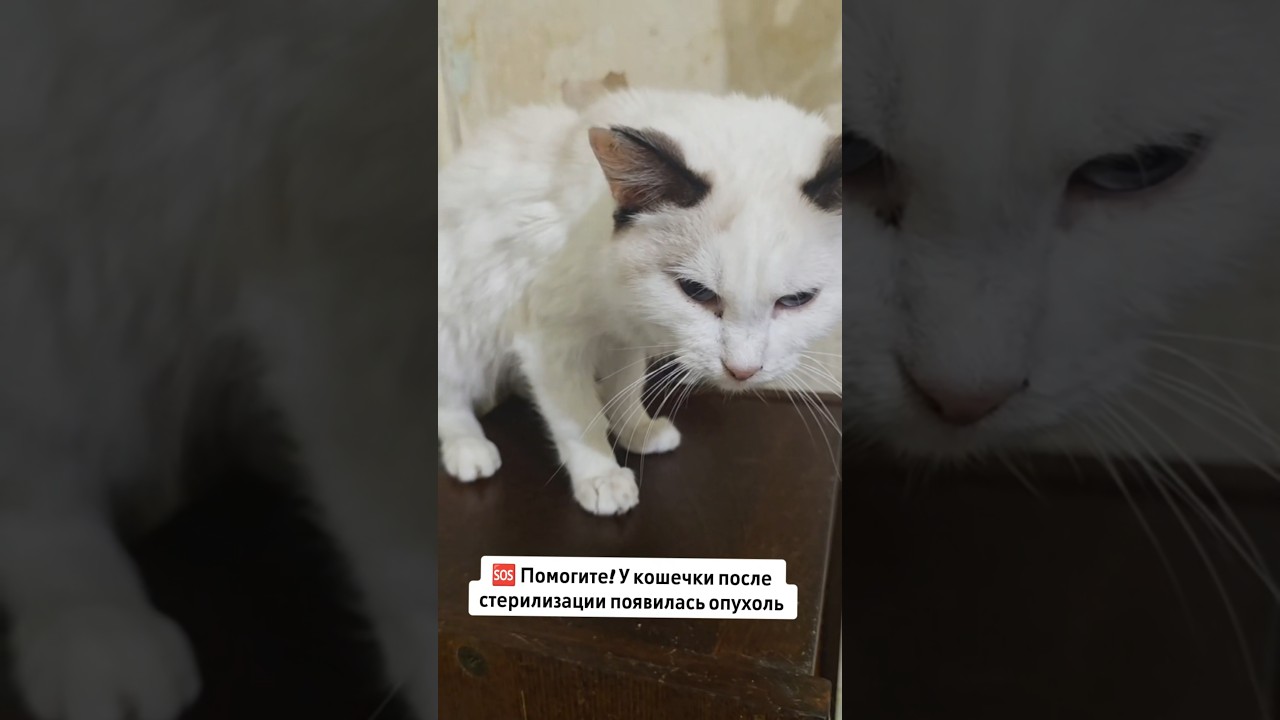 Срочный сбор! Кошечке после стерилизации нужна помощь и осмотр врача 🐾