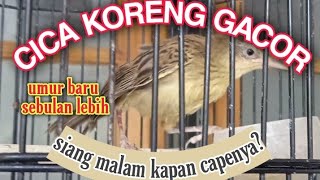 CICA KORENG GACOR ANAKAN UMUR SEBULAN LEBIH