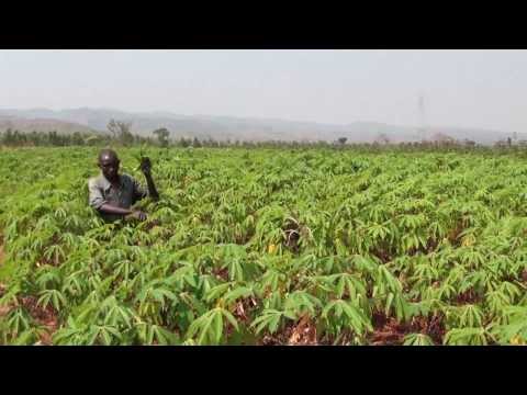 Regional Cassava Initiative: Upholding cassava&rsquo;s potential in Africa (Long Version)