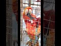 guacamaya queriendo hablar