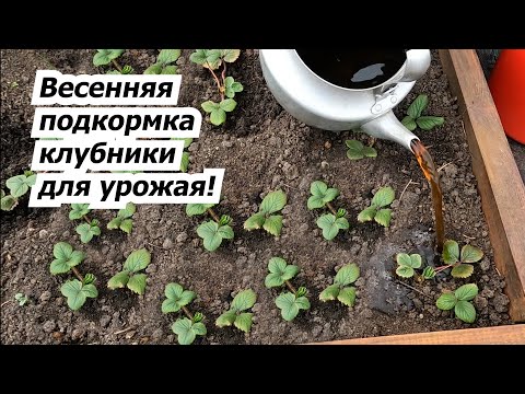 Первая и очень важная подкормка клубники весной!