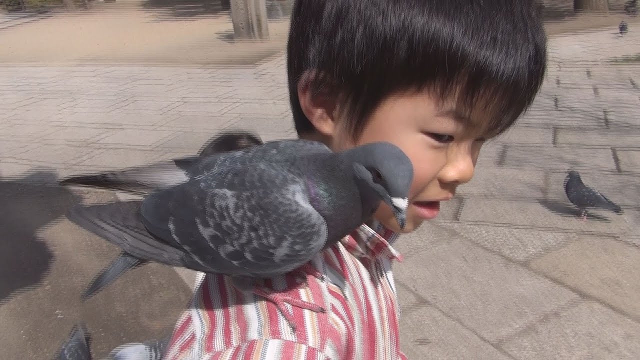 貪欲な鳩 Greedy pigeon - YouTube