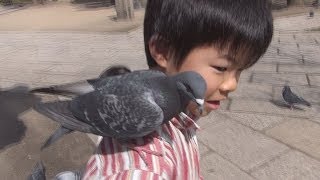 貪欲な鳩 Greedy pigeon - YouTube