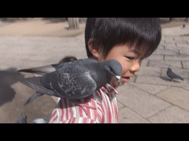 貪欲な鳩 Greedy pigeon - YouTube