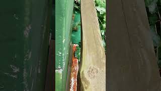 Kontrollgang hinten 31.07.25 Muss Ableger guggen #bienen #imkern #beekeeping #bee #springonshorts