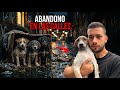 El CRUEL destino de los animales ABANDONADOS.💔🐶